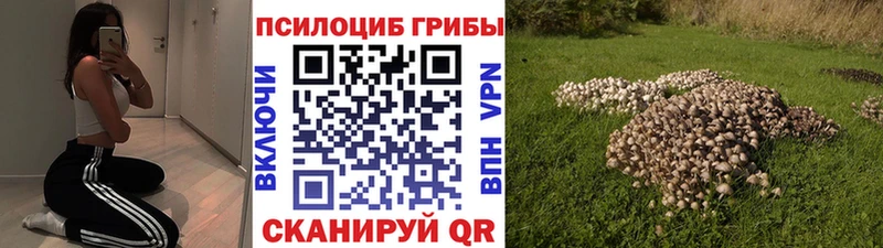 Галлюциногенные грибы Psilocybe  где найти наркотики  Верещагино 
